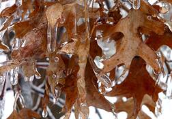 Oak_leaves_in_ice