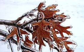 Oakleaf_twist_in_ice