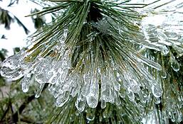 Pine_needlelice_pendants