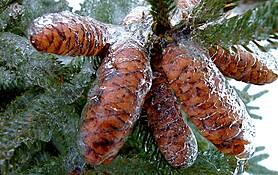 Spruce_cones
