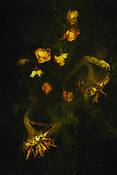 Beautiful_decay_i
