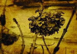 Beautiful_decay_iii
