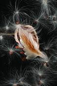 Milkweed_series__3