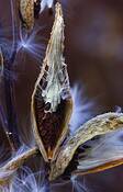 Milkweed_series__4