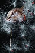 Milkweed_series__5