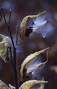 Milkweed_series__7