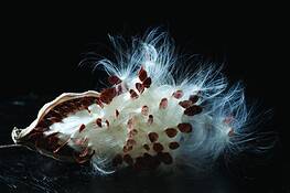 Milkweed_series__8