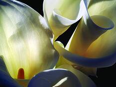 Afternoon_sun_on_callas