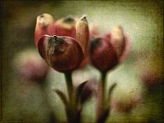 Dogwood