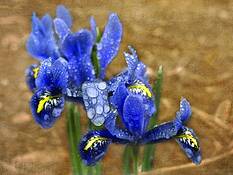 Iris