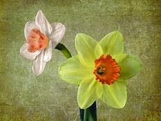 Two_daffodils
