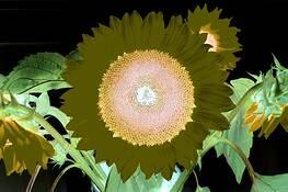 Garden_of_delight__10