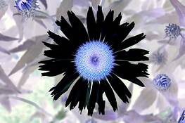 Garden_of_delight__7