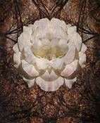 A_rose_by_any_other_name