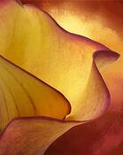 Flame_calla_lily