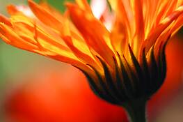 Big_orange