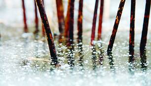 Winters_grasp