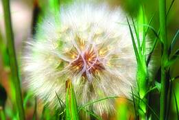 Dandelion