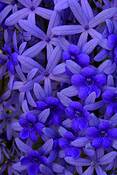 Purp_reas