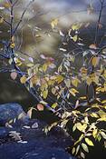 Falling_leaves