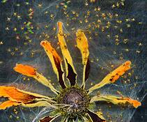 Orbweavers