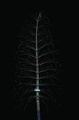 Winter_flora_1