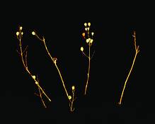 Winter_flora_3