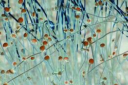 Winter_flora_4