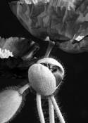 Poppy