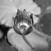 Water_lily