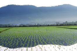 Sunrise_for_the_rice