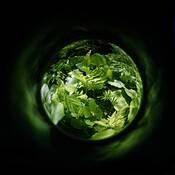 Ferns