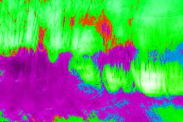 Jungle_wood