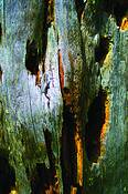 Dead_tree