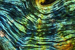 Old_wood_1