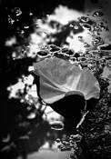 Cucumber_tree_magnolia_leaf