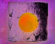 Rose_moonscape
