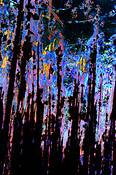 Through_a_forest_darkly