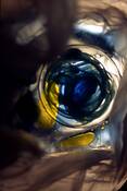 Virtual_biology_3