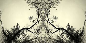 Enchanted_forest__2