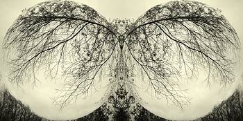 Enchanted_forest__3