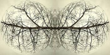 Enchanted_forest__6