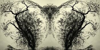 Enchanted_forest__7