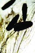 Potpourri_1