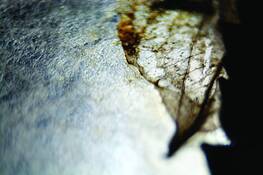 Potpourri_5