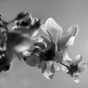 Magnolia_acuminata_16