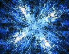 The_multiplied_forest__23