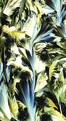Iris_acetaminophen_crystal