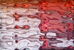 Plywood__6