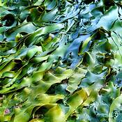 Low_tide_treasures__01